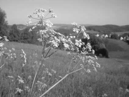 Wiesenblume vor Feld in Schwarz-Weiß